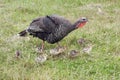 Free-range turkey family walking outdoors.