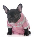 Female french bulldog