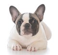 female french bulldog puppy