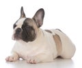 female french bulldog puppy