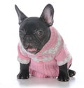 Female french bulldog