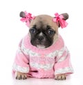 female french bulldog