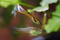 Female of freshwater aquarium fish endler guppy, followed by vibrant neon glowing colored male in background Royalty Free Stock Photo