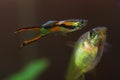 Female of freshwater aquarium fish endler guppy, followed by vibrant neon glowing coloured male, spawning courtship