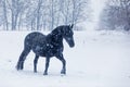 Female Friesian horse in very heavy snowfall Royalty Free Stock Photo