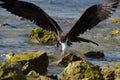 Female Frigate Bird Feeding Royalty Free Stock Photo