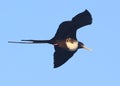 Female Frigatebird Soars over a Galapagos Island