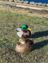 Female front and male back mallards sitting on land on grass.