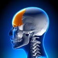 Female Frontal Bone - Skull / Cranium Anatomy