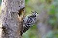 Female Fulvous-breasted woodpecker Dendrocopos macei black and white camouflage bird in Picidae family percing on tree hole Royalty Free Stock Photo