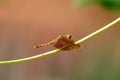 Female Fulvous Forest Skimmer (Neurothemis fulvia)