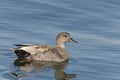 A female Gadwall, Anas strepera, swimming