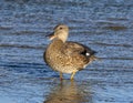 Female gadwall dabbling duck standing in shallow water below the spillway of White Rock Lake in Dallas, Texas. Royalty Free Stock Photo