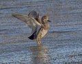 Female gadwall dabbling duck standing in shallow water below the spillway of White Rock Lake in Dallas, Texas. Royalty Free Stock Photo