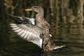 A beautiful female Gadwall Duck, Anas strepera, flapping its wings swimming on a lake in the UK.