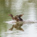 Female gadwall duck anas strepera landing on water surface Royalty Free Stock Photo