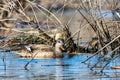 A female gadwall duck, Mareca strepera, swimming in a wetland near Culver, Indiana
