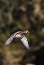 Water birds - Gadwall, ducks, Mareca strepera