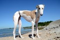 Female galgo dog at a beach Royalty Free Stock Photo