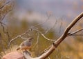 A female Gambel`s quail stands on the end of a bare branch with autumn foliage in the background