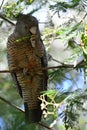 A wild female `gang gang cockatoo` feeding on Indigenous seed pods