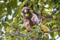 Female Gang Gang Cockatoo Royalty Free Stock Photo