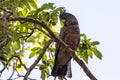 Female Gang Gang Cockatoo