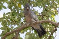 Female Gang Gang Cockatoo Royalty Free Stock Photo