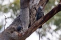 Female Gang Gang Cockatoo Royalty Free Stock Photo