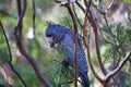 Female gang-gang cockatoo Royalty Free Stock Photo