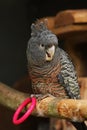 Female Gang-Gang Cockatoo Parrot Royalty Free Stock Photo