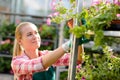 Female garden center worker with potted flowers