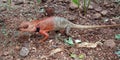 Female Garden lizard