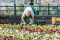 Female garden worker who plants colorful plants in a flowerbed in Budapest Hungary.