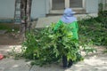 Female garden workers remove tree branch after pruning of trees