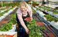 Female gardener in apron picking harvest of fresh strawberries in hothouse