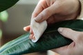 Female gardener caring for ficus houseplant cleaning leaf from dust. Potted flowers and home jungle