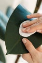 Female gardener caring for ficus houseplant cleaning leaf from dust. Potted flowers and home jungle