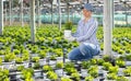 Female gardener checking potted blooming daisies in glasshouse Royalty Free Stock Photo