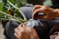 Female gardener concept two hands of the female gardener binding a plastic bag to cover the root of the plant for maintaining the