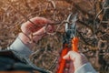 Female gardener cutting branches in cherry fruit orchard with pruning shears Royalty Free Stock Photo