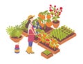 Female gardener or farmer watering crops growing in boxes or planters isolated on white background. Agriculture worker