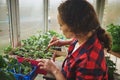 Female gardener fertilizing soil and engaged in growing baby plants, basil leaves in greenhouse basil leaves in home greenhouse Royalty Free Stock Photo