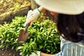 Closeup of a female gardener gardening in the garden. An owner farmer woman examination of new plants with trowel on the farm