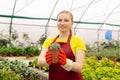 Female gardener in a greenhouse holds a pot with indoor succulent