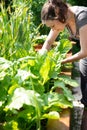 Female gardener harvesting chard or mangel