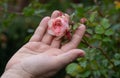 Female Gardener holding a filled pink erotic rose flower on the rose bush in the rose garden with love in her fingers Royalty Free Stock Photo