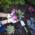 Female gardener holding a flowering plant ready to be planted in her garden. Gardening concept. Summer relaxation. Royalty Free Stock Photo