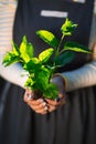 Female gardener holding sprouted mint plant in soil. Agriculture, caring for mother earth, environmental conservation Royalty Free Stock Photo