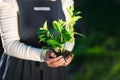 Female gardener holding sprouted mint plant in soil. Agriculture, caring for mother earth, environmental conservation Royalty Free Stock Photo